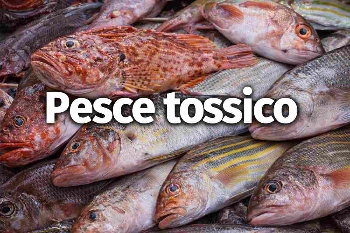 salmone tossico