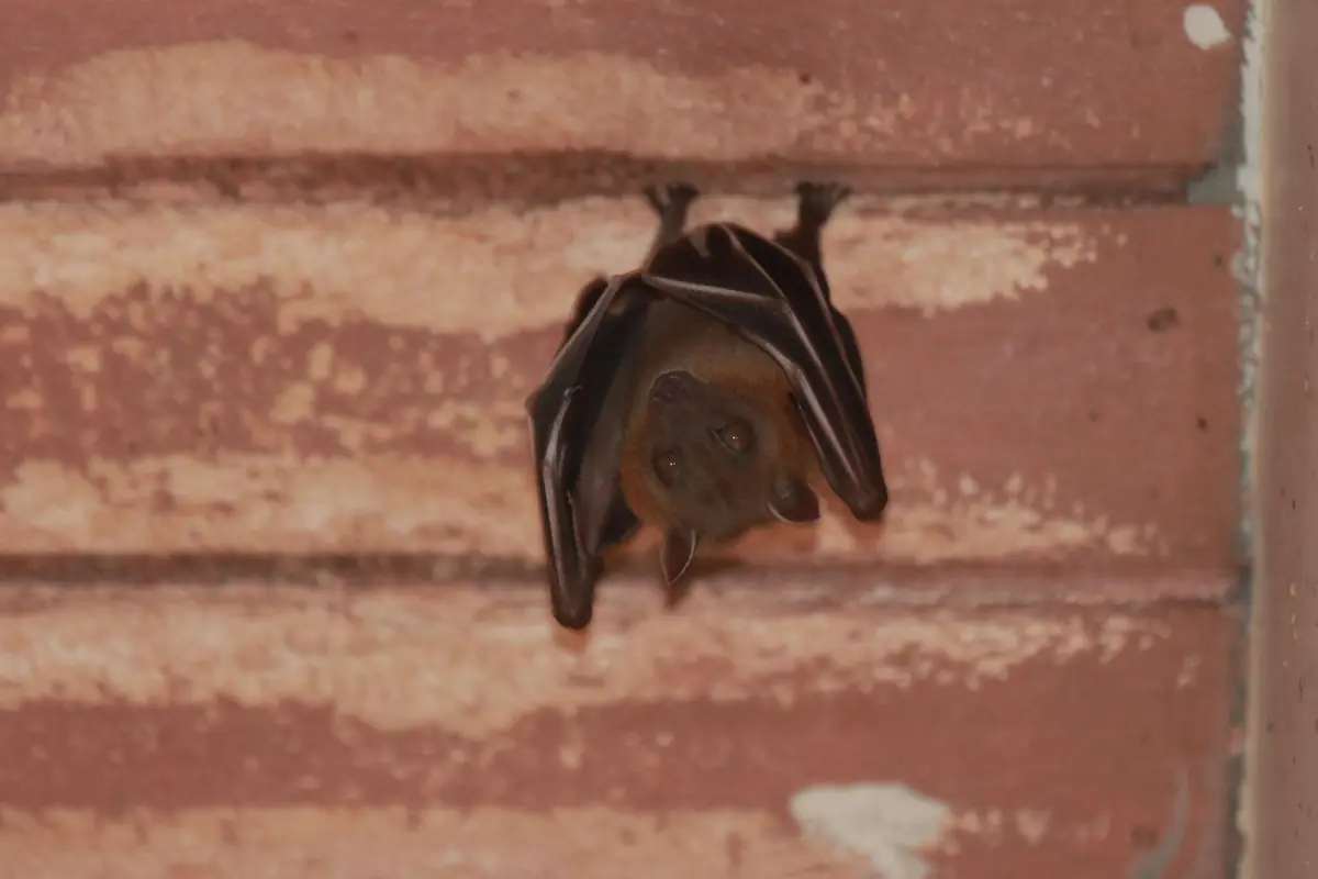 pipistrelli in casa non scacciarli